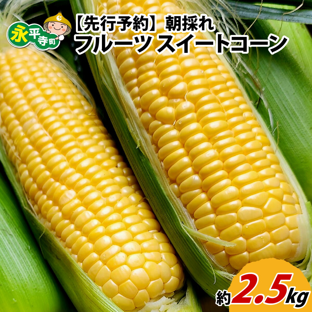 【ふるさと納税】【先行予約】永平寺町産朝採れフルーツスイートコーン厳選　高糖度【2025年7月より順次発送】 [A-050001] / 永平寺町 野菜 旬 お取り寄せ とうもろこし トウモロコシ コーン 味来９０ ピクニックコーン