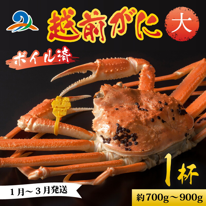 魚介類・水産加工品 【ふるさと納税】【先行予約】越前港より直送！ 越前がに 大 (約700g～900g) 1杯 ※発送前に在宅確認の連絡をいたします!【1月～3月順次発送予定】 / 雄 ズワイガニ 　ズワイ蟹 越前ガニ ボイル 冷蔵 ご自宅用 カニ しゃぶしゃぶ 海鮮 鍋　国産 南越前町 送料無料