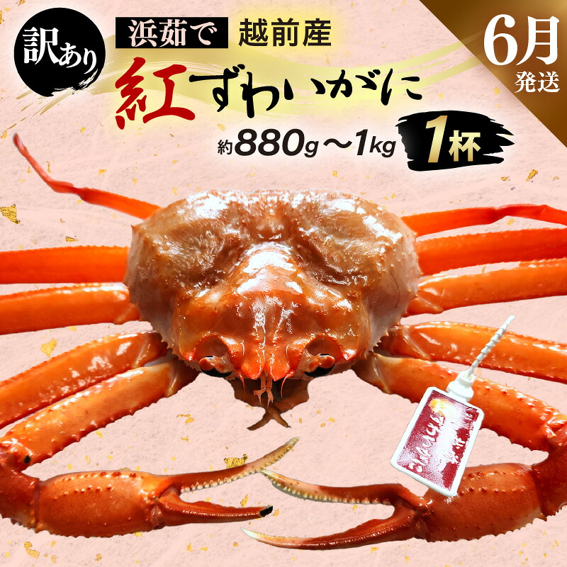 【ふるさと納税】【訳あり】≪浜茹で≫越前産 紅ずわいがに × 1杯（生で約880g～1kg）【紅ズワイガニ カニ かに 蟹】【紅ずわいがに】【6月発送分】