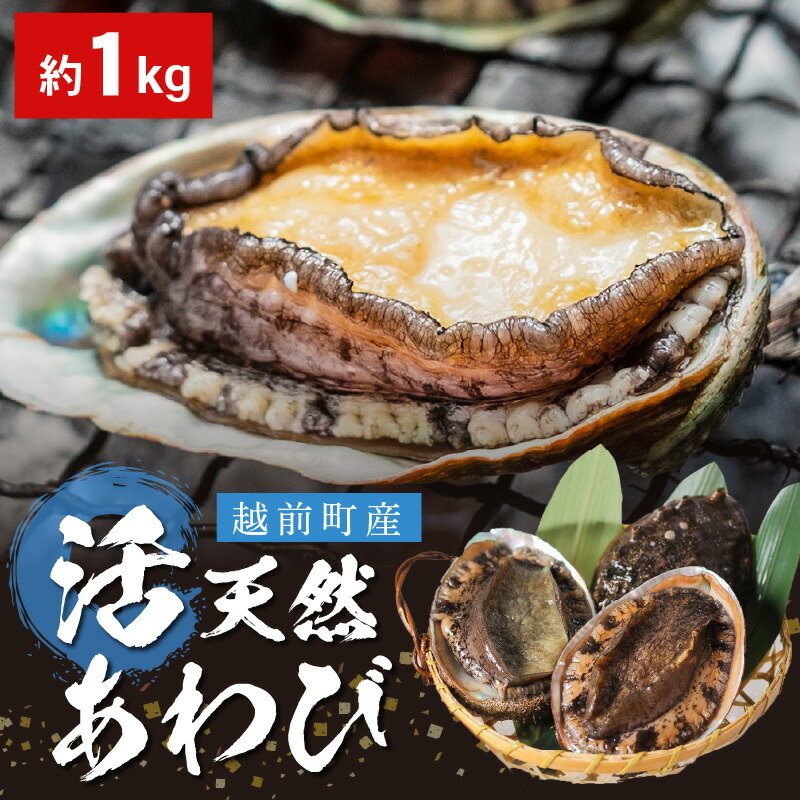 ふるさと納税 活 越前産 天然 あわび 約1kg 現品限り一斉値下げ 海鮮 アワビ 国産 産地直送でお届け E22 F003 かねいち特撰 ふるさと納税 活 越前産 天然 あわび 約1kg 現品限り一斉値下げ 海鮮 アワビ 国産 産地直送でお届け E22 F003 かねいち特撰