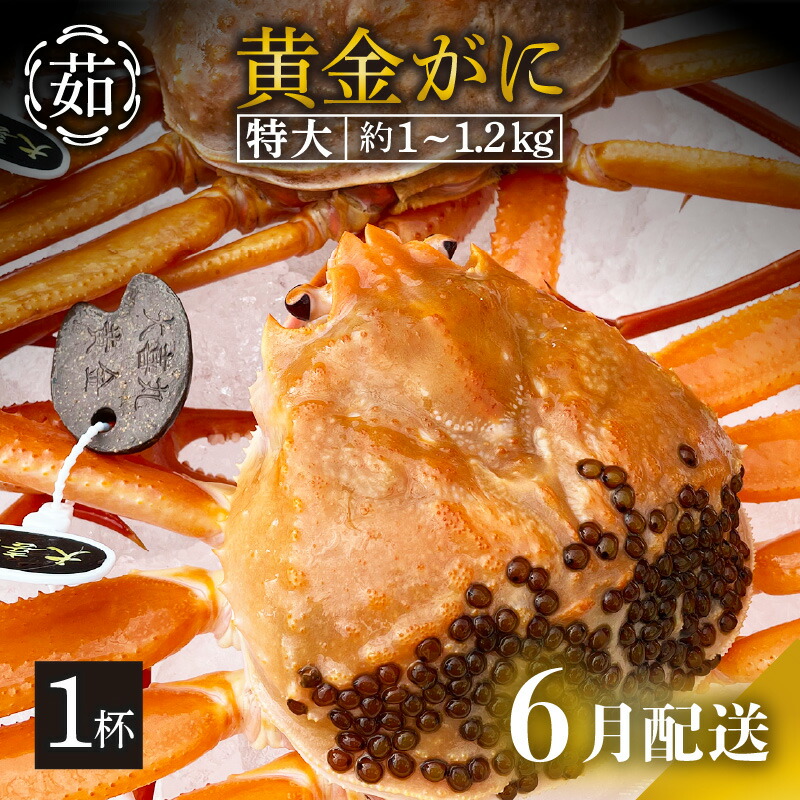 【ふるさと納税】 [冷蔵便] 黄金ガニ（特大サイズ） × 1杯 「ズワイガニと紅ズワイガニのあいのこ」幻のカニを浜茹ででお届け！【黄金がに カニ 姿 ボイル 冷蔵 福井県】【6月発送分】希望日指定可 備考欄に希望日をご記入ください [e22-x006_06]
