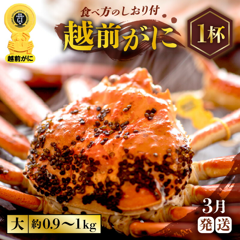 新商品 ≪浜茹で≫越前がに 大サイズ 生で約0.9〜