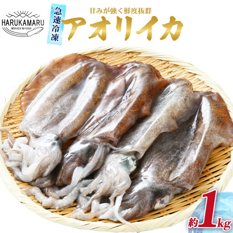 【ふるさと納税】【先行予約】イカ お刺身で食べる 天然 アオリイカ 約1kg 【2025年10月中旬以降順次発送予定】活きたイカをご提供している漁師が活〆！ 急速冷凍 鮮度格別！若狭湾 福井 地物 海鮮 個別包装 真空パック 刺身 イカ丼 姿焼き 煮付け フライ BBQ  [m36-b008]