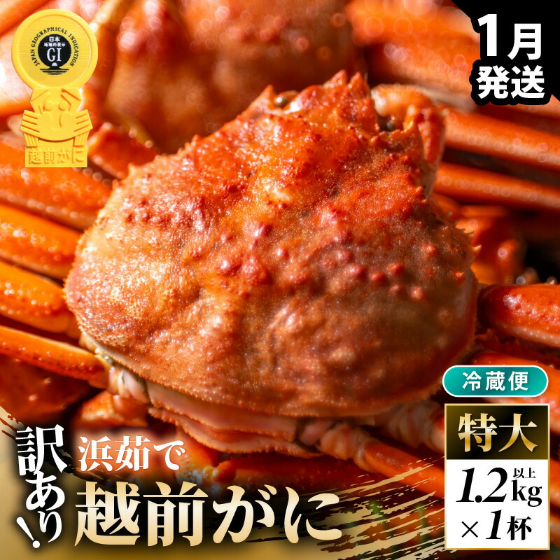 【ふるさと納税】【先行予約】【冷蔵】越前がに 訳あり足折れ 特大 1杯 1.2kg以上（茹で前）【2027年1月上旬以降順次発送予定】【訳アリ 越前がに 越前蟹 ずわいがに ズワイガニ かに カニ 期間限定 数量限定 プレミアム 贈答用 ギフト お歳暮 年末年始 】[m21-x007_01]｜福井県美浜町