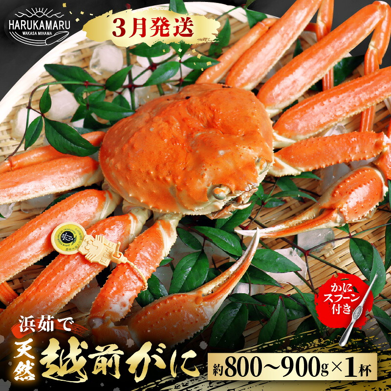【ふるさと納税】【先行予約】≪浜茹で≫ 地物！天然！越前がに 生の状態で約800g～900g &times; 1杯 かにスプーン付き はるか丸厳選！ 【2027年3月上旬以降順次発送予定】【冷蔵 本場の味 ボイル 越前ガニ 蟹 茹で ずわいがに ズワイガニ】[m36-x003_03]｜福井県美浜町