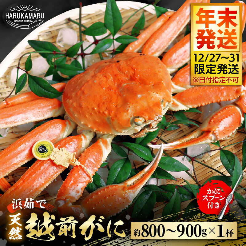 【ふるさと納税】【先行予約】≪浜茹で≫ 地物！天然！越前がに 生の状態で約800g～900g &times; 1杯 かにスプーン付き【年末発送12/27～12/31限定発送！】【冷蔵 本場の味 ボイル 越前ガニ 蟹 茹で ずわいがに ズワイガニ】[m36-x003_99]｜福井県美浜町