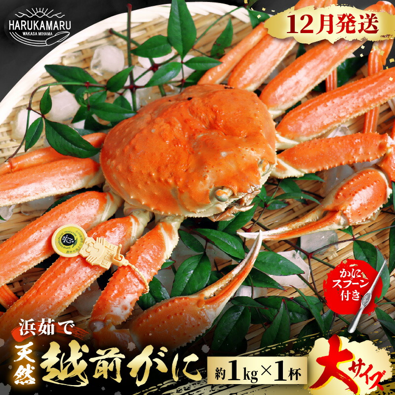 【ふるさと納税】【先行予約】≪浜茹で≫ 地物！天然！越前がに 大サイズ（約1kg） &times; 1杯 かにスプーン付き 【2026年12月上旬以降順次発送予定】 はるか丸厳選！【冷蔵 本場の味 ボイル 越前ガニ 蟹 茹で ずわいがに ズワイガニ 福井 日本海】 [m36-x005_12]｜福井県美浜町