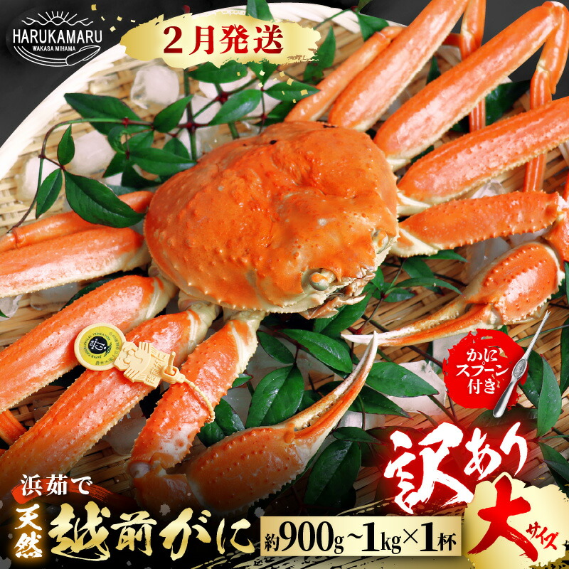 【ふるさと納税】【先行予約】【訳あり】≪浜茹で≫ 天然 越前がに 大サイズ &times; 1杯 かにスプーン付き 【2027年2月上旬以降順次発送予定】 はるか丸厳選！【足折れ】【冷蔵 本場の味 ボイル 越前ガニ 蟹 茹で ずわいがに ズワイガニ 福井 日本海】[m36-x006_02]｜福井県美浜町