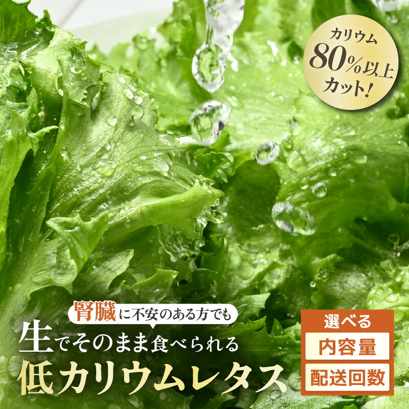 【ふるさと納税】毎日の健康習慣に やさしい低カリウム レタス JOIA(ジョイア) 約65g×5パック【選べる内容量/回数/訳あり】【栽培期間中農薬不使用 洗わず食べられる 無洗 訳アリ 無農薬 野菜 生野菜 機能性野菜 レタス サラダ お弁当 水耕栽培 時短 健康 透析 腎臓病】|福井県美浜町