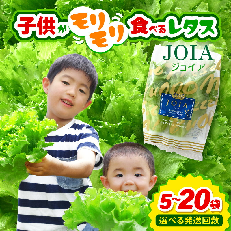 【ふるさと納税】苦くな～い！野菜ぎらいの子もモリモリ食べるやさしいレタス 【選べる内容量／回数／訳あり】栽培期間中農薬不使用・洗わず食べられる【無農薬 野菜 生野菜 レタス サラダ お弁当 水耕栽培 時短 付け合わせ 食べやすい 子ども向け 】 [m40-a016]｜福井県美浜町