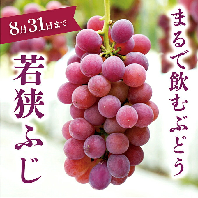 ふるさと納税 先先予およそ ブドウ 若狭ふじ 1風帯 約1kg 21馬齢8月の輪中旬以後お届け 北海道 四国 沖縄 離島届ける不可 果物 ぶどう フルーツ お届け 21年8月日付け 9月中旬序で Marchesoni Com Br