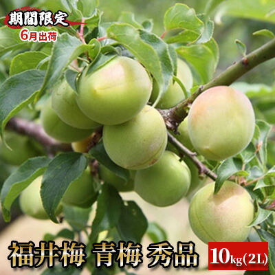 【ふるさと納税】【期間限定・6月出荷】福井梅 青梅 秀品 10kg 2L 梅酒用 梅シロップ用 梅干し用 剣先 紅映 新平太夫 　お届け：2025年6月1日～2025年6月下旬