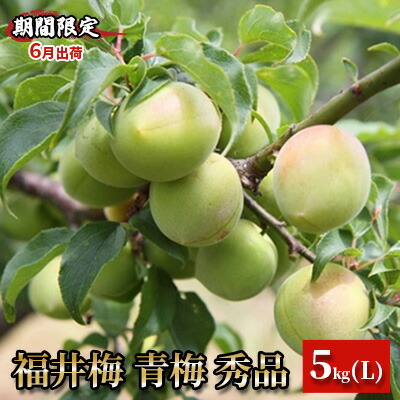 【ふるさと納税】【期間限定・6月出荷】福井梅 青梅 秀品 5kg L 梅酒用 梅シロップ用 梅干し用 剣先 紅映 新平太夫　お届け：2025年6月1日～2025年6月下旬