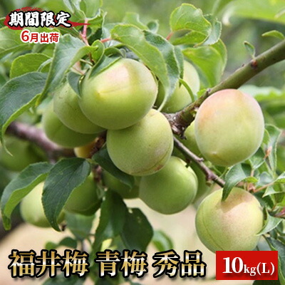 【ふるさと納税】【期間限定・6月出荷】福井梅 青梅 秀品 10kg L 梅酒用 梅シロップ用 梅干し用 剣先 紅映 新平太夫　お届け：2025年6月1日～2025年6月下旬