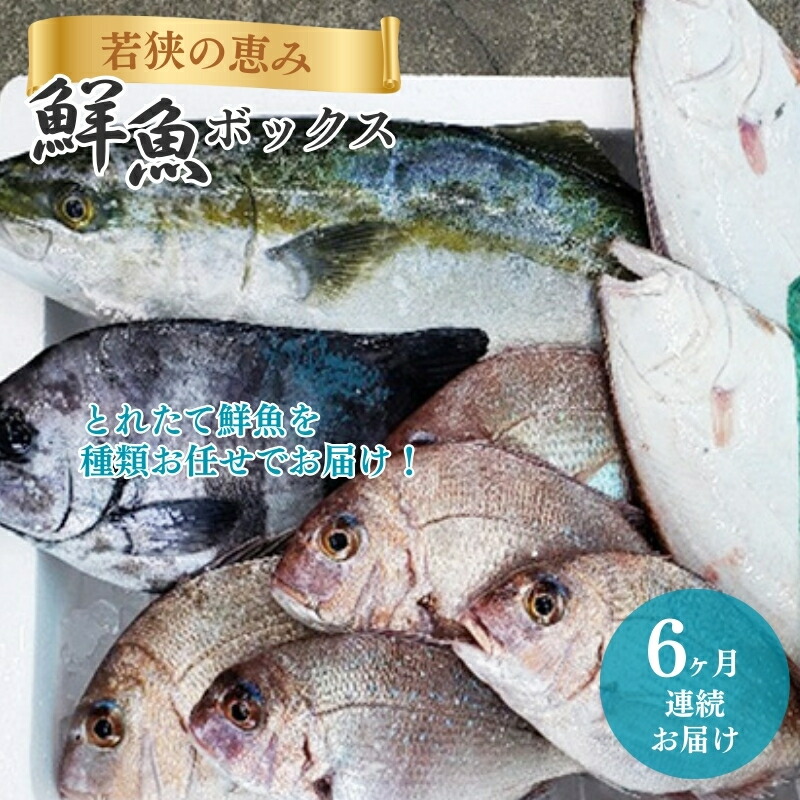 【ふるさと納税】鮮魚セット 定期便 6ヶ月 若狭の恵み 鮮魚ボックス 種類はお任せ 魚 お魚 セット 詰め合わせ 魚介 魚介類 海鮮 海鮮セット 6回 半年 お楽しみ 福井 福井県 若狭町