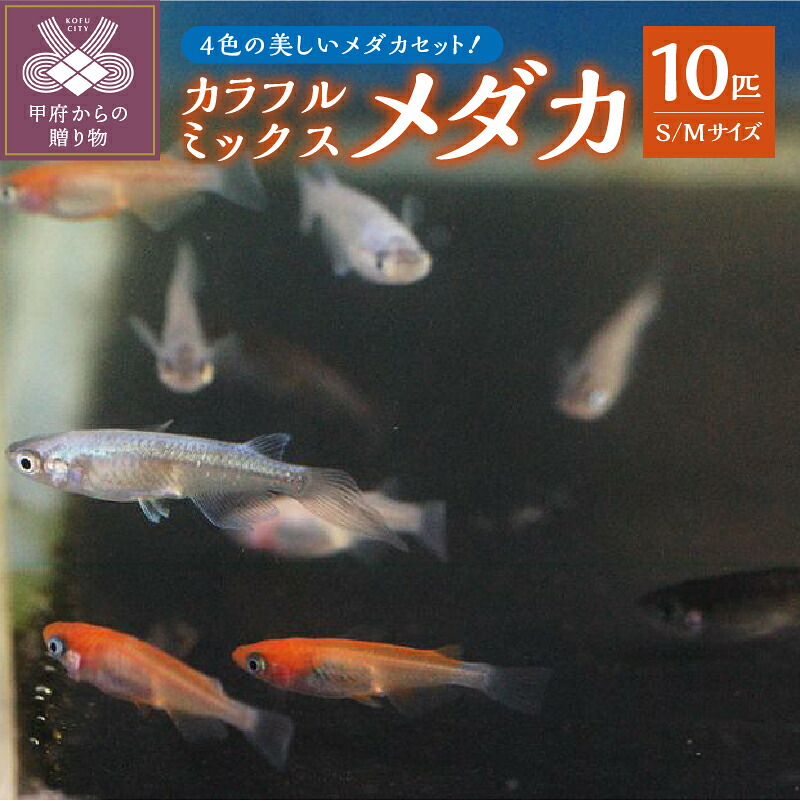 【ふるさと納税】 メダカ 生体 カラフル 雌雄均等 10匹 赤系 白系 黒系 青系 ミックス Sサイズ Mサイズ 沖縄・離島へは配送できません k084-005