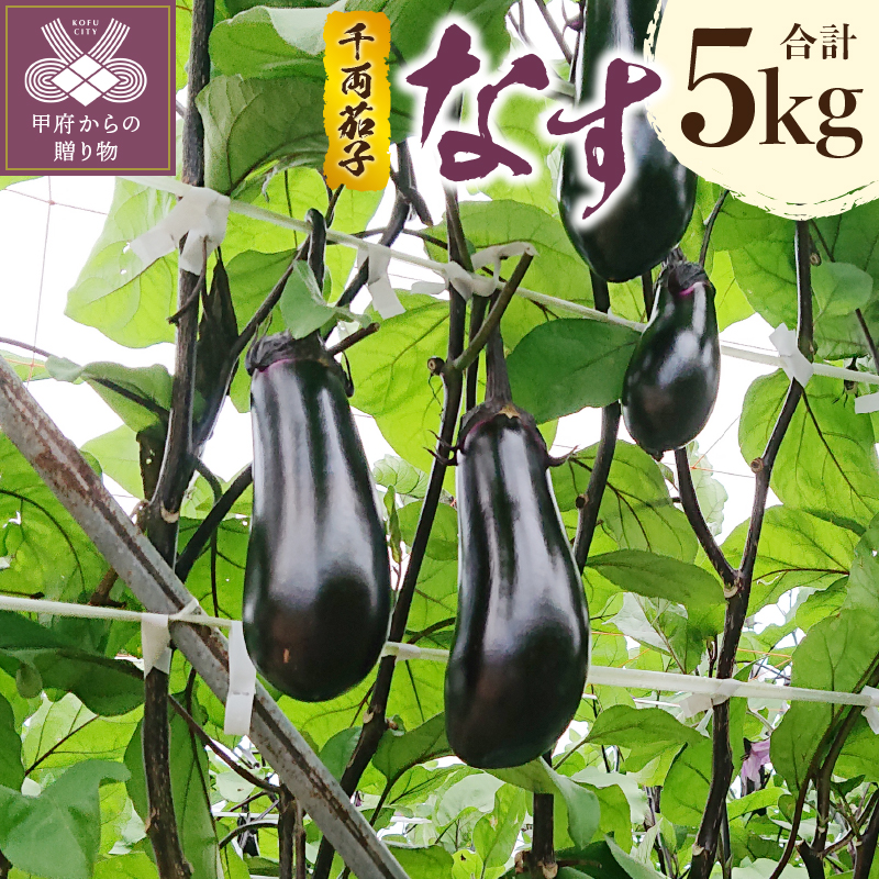 1袋からの販売です なす 5本入 ナス 日常の一般野菜 茄子 【安心発送】 日常の一般野菜