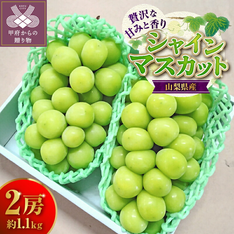 【ふるさと納税】 シャインマスカット 山梨 1.1kg 2房 先行予約 2026年度配送 冷蔵配送 期間限定 数量限定 贈答 ギフト 【2026年8月下旬～9月下旬にかけて順次発送】 k303-002｜山梨県甲府市