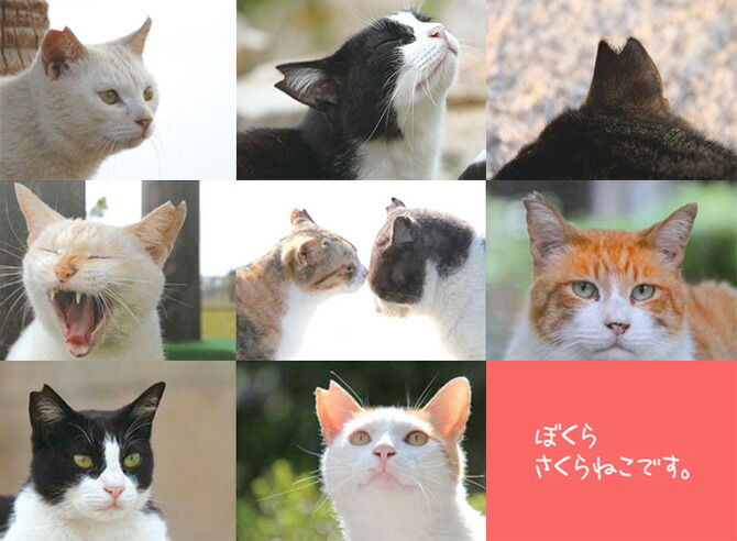 【ふるさと納税】20%増量中!【猫の日&さくらねこの日協賛キャンペーン!】【訳あり】野良猫保護支援さくらねこブレンドコーヒー富士山の湧き水で磨いたスペシャルティコーヒー猫選べる豆粉選べる容量480g960g珈琲コーヒー