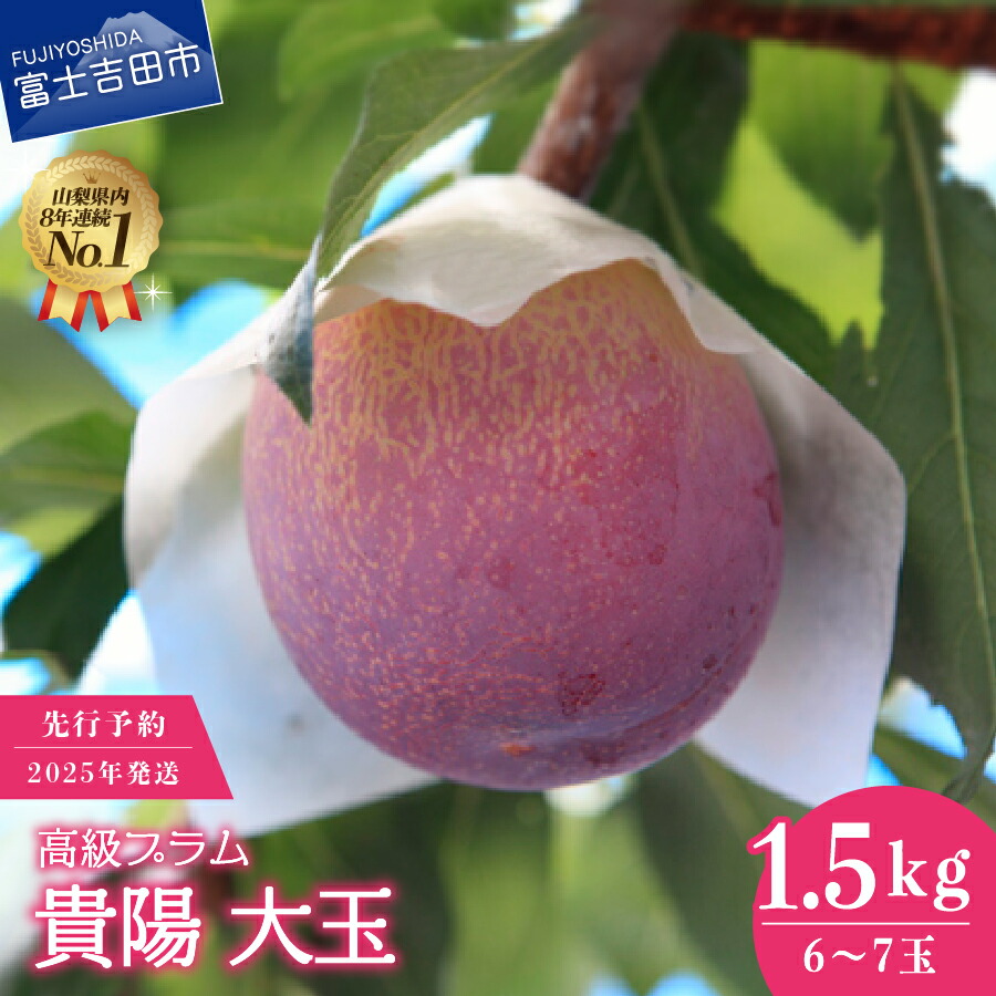 【ふるさと納税】 数量限定 高級プラム 貴陽 大玉 1.5kg 6玉～7玉 2025年発送 すもも 高級 希少 スモモ ジューシー 山梨県産 フルーツ 果物 くだもの 富士吉田市 期間限定 7月中旬 ～ 下旬頃 お届け 冷蔵
