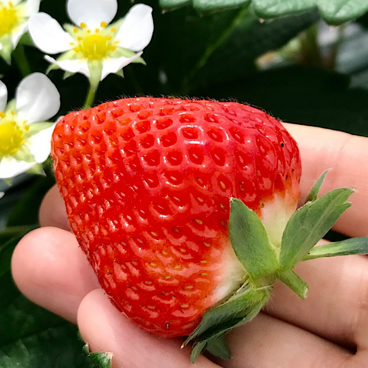 希少 無農薬 送料無料 特大サイズの定期便 無農薬 富士湧水で育てた夏いちご 桃 100組 フルーツ定期便 フルーツ 桃 限定 ふるさと納税 特大サイズ 夏いちご の定期便 山梨県産 フルーツ定期便 桃 もも いちご 苺 定期便 旬 新鮮 農家直送 産地直送 送料 希少 無農薬 送料無料 特大サイズの定期便 無農薬 富士湧水で育てた夏いちご 桃 100組 フルーツ定期便 フルーツ 桃 限定 ふるさと納税 特大サイズ 夏いちご の定期便 山梨県産 フルーツ定期便 桃 もも いちご 苺 定期便 旬 新鮮 農家直送 産地直送 送料