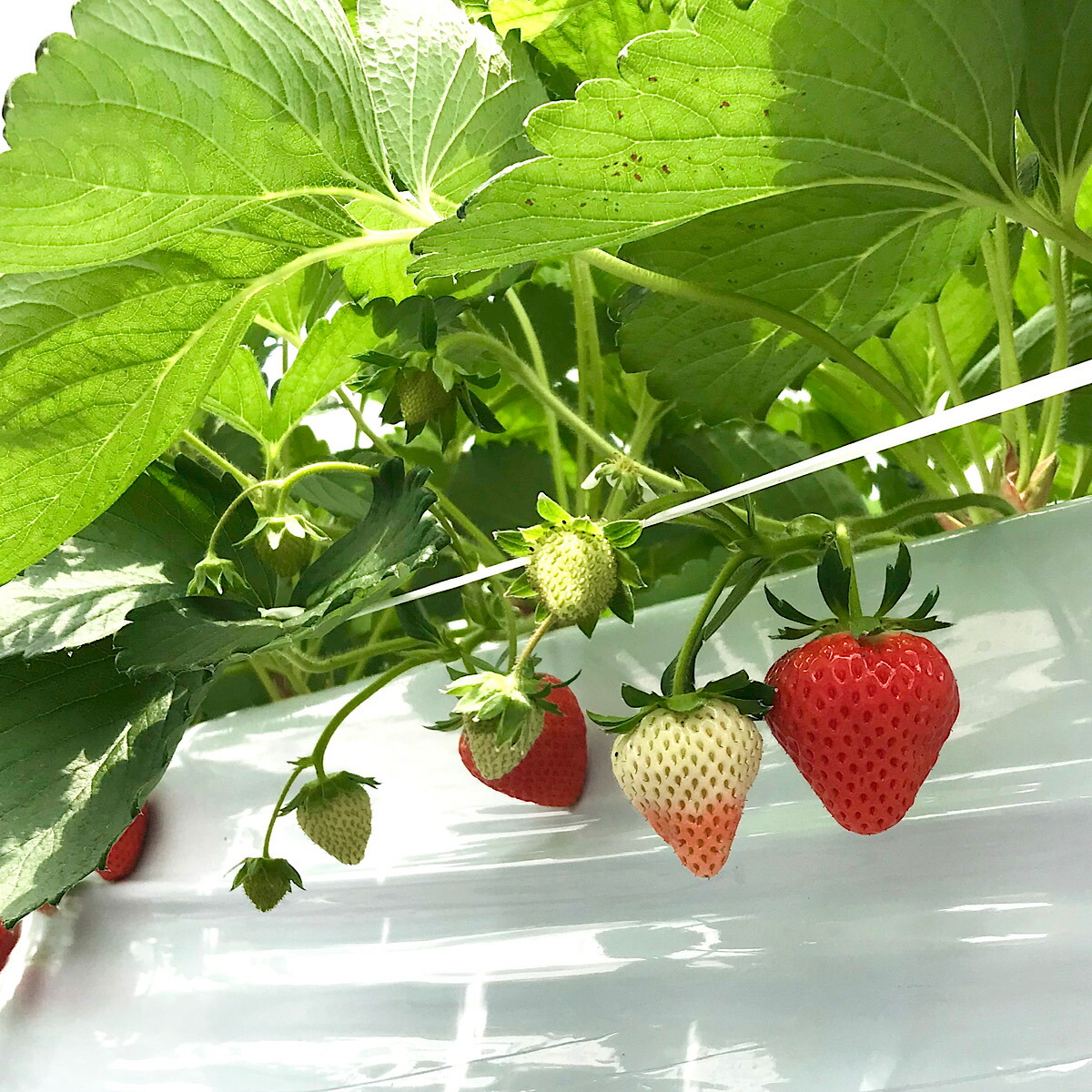希少 無農薬 送料無料 特大サイズの定期便 無農薬 富士湧水で育てた夏いちご 桃 100組 フルーツ定期便 フルーツ 桃 限定 ふるさと納税 特大サイズ 夏いちご の定期便 山梨県産 フルーツ定期便 桃 もも いちご 苺 定期便 旬 新鮮 農家直送 産地直送 送料 希少 無農薬 送料無料 特大サイズの定期便 無農薬 富士湧水で育てた夏いちご 桃 100組 フルーツ定期便 フルーツ 桃 限定 ふるさと納税 特大サイズ 夏いちご の定期便 山梨県産 フルーツ定期便 桃 もも いちご 苺 定期便 旬 新鮮 農家直送 産地直送 送料