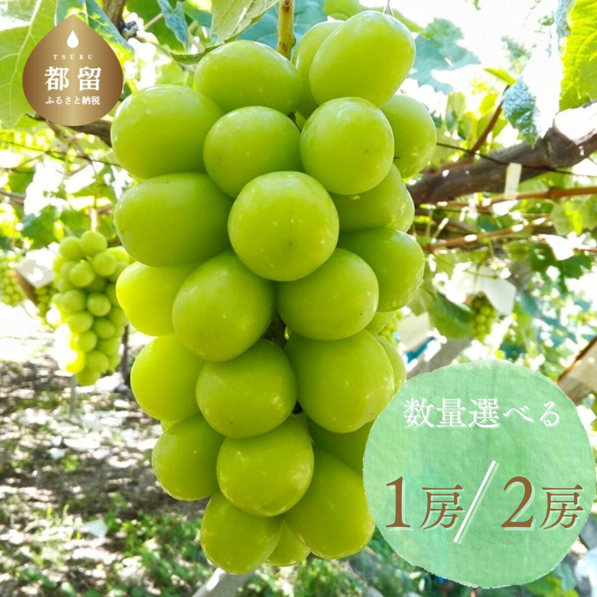 【ふるさと納税】【2025年 先行予約】朝採れ 山梨県産 シャインマスカット 数量選べる仕様|| 1房 500g以上　2房  1.2kg以上 | 【冷蔵】山梨県産 フルーツ 予約 【数量限定】 送料無料 山梨 ぶどう シャイン やまなし 2025 発送