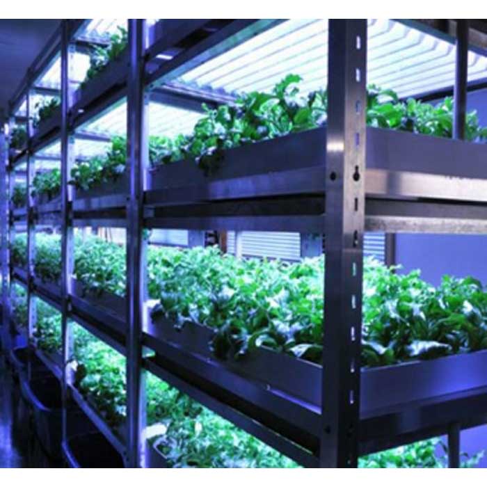 交換無料 アイスプラント進化形 シャインリーフ 100g入り 10パック 山梨県都留市 希少 Sicemingenieros Com