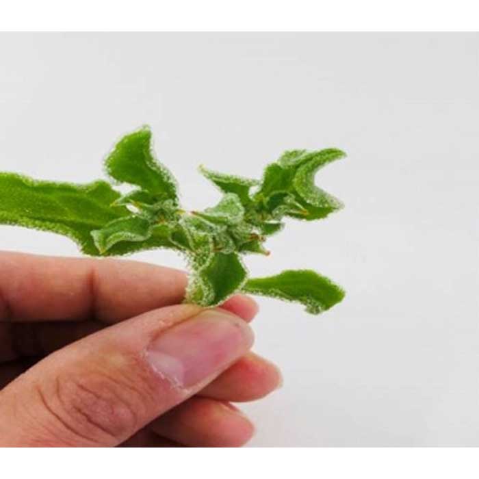 交換無料 アイスプラント進化形 シャインリーフ 100g入り 10パック 山梨県都留市 希少 Sicemingenieros Com