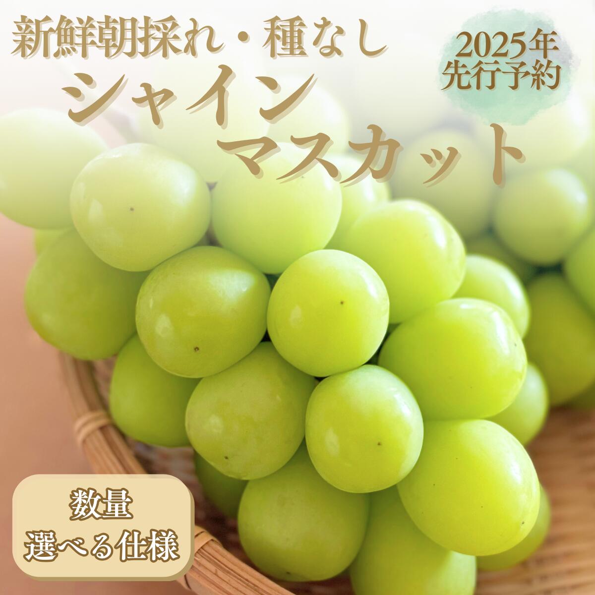 【ふるさと納税】【2025年 先行予約】山梨県産　シャインマスカット 500g以上 or 1.1kg or 2.0kg ||【厳選】 送料無料 山梨 ぶどう シャイン やまなし 新鮮 農家直送 都留市 種なしブドウ マスカット 【冷蔵】