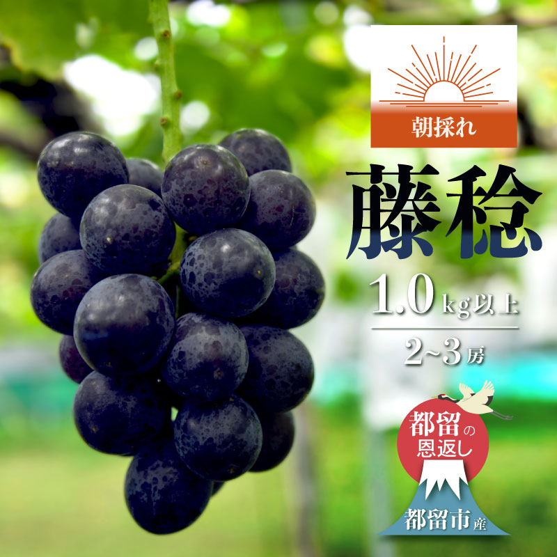 【ふるさと納税】【2025年 先行予約】日本一の産地山梨県産 朝採れ 藤稔 約1.0kg以上 (2～3房）｜ 産地直送 新鮮 やまなし 山梨 送料無料 黒ぶどう
