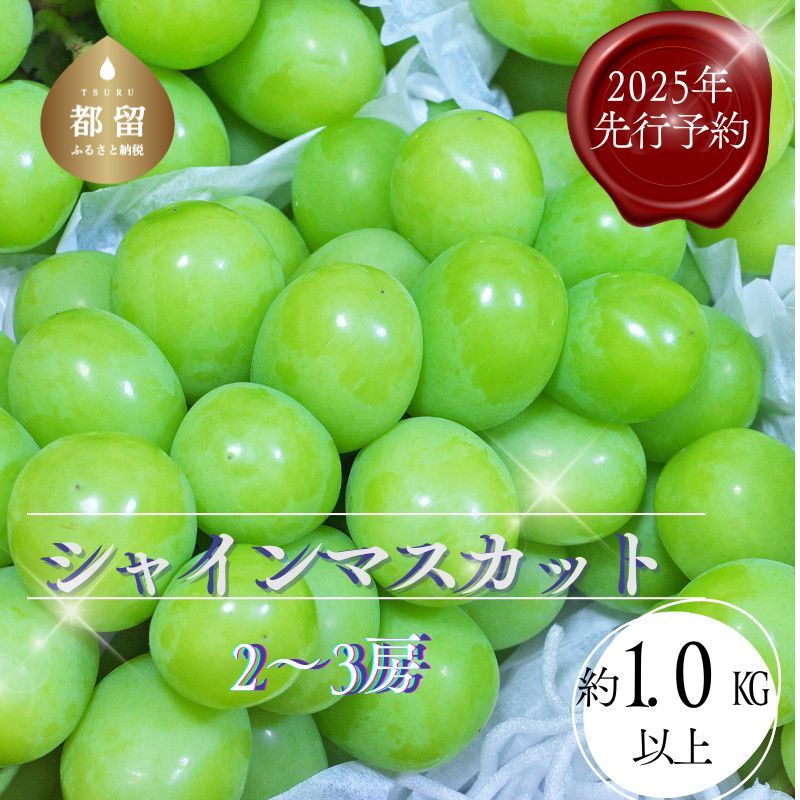 【ふるさと納税】【2025年 先行予約】山梨県都留市産 朝採れ シャインマスカット 2～3房（約1.0kg以上）｜ 数量限定 送料無料 山梨 ぶどう シャイン やまなし 新鮮  農家直送 都留市 種なしブドウ マスカット