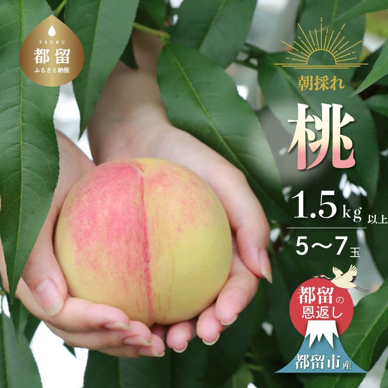 【ふるさと納税】【2025年 先行予約】日本一の産地 山梨県産　朝採れ桃約 1.5kg (５～７玉）| 山梨県 都留市産 都留の桃 数量限定 産地直送 山梨直送 送料無料