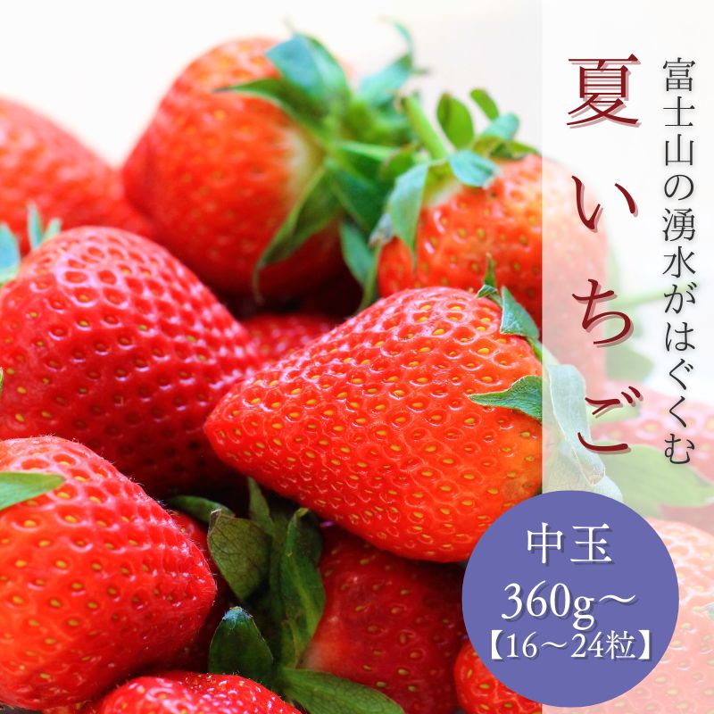 【ふるさと納税】【2026年 先行予約】【湧水のミネラルたっぷり！山梨の 夏秋 いちご】中玉１６～２４粒入り(360g～) 【ユニファーム】｜ イチゴ ギフト 果物 フルーツ いちご 甘い 農園直送