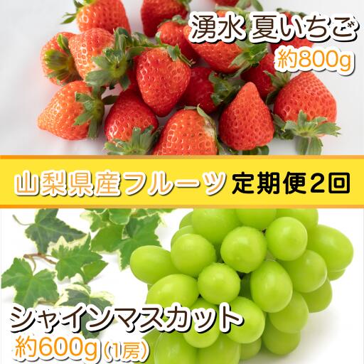 楽天市場 数量限定 ふるさと納税 定期便 山梨県産 夏いちご シャインマスカットの定期便 山梨県産 フルーツ定期便 シャインマスカット いちご 苺 定期便 旬 新鮮 農家直送 産地直送 送料無料 ギフト 贈答 観光農園 コロナ支援 フルーツ 果物 いちご農園