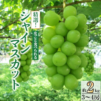 【ふるさと納税】精選! シャインマスカット 約2kg (3～4房)_ ふるさと納税 ふるさと マスカット ぶどう ブドウ 葡萄 フルーツ 果物 くだもの 人気 美味しい 送料無料 山梨県 山梨市 山梨【配送不可地域：離島】【1121133】