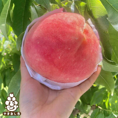 【ふるさと納税】2025年発送【旬の桃 約2kg 5～7玉】 坂の上の桃 デカくて甘くて硬い! 食べ応え抜群!_ ふるさと納税 ふるさと 桃 もも モモ フルーツ 果物 くだもの 山梨県 山梨市 山梨 人気 送料無料【配送不可地域：離島】【1264617】