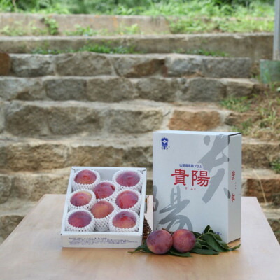 【ふるさと納税】【ふるさと納税】山梨県山梨市産 貴陽すもも 約1.5kg (8玉～10玉程度)【配送不可地域：離島】【1316279】