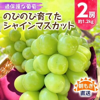 【ふるさと納税】朝もぎ直送!!過保護に育った葡萄『のびのび育てたシャインマスカット』2房　約1.2kg【配送不可地域：離島】【1363897】