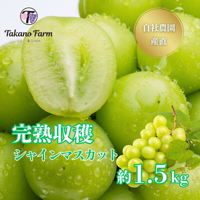 【ふるさと納税】【2026年発送】シャインマスカット 約1.5kg 山梨市の自社農園産直!完熟収穫!【数量限定】【配送不可地域：離島】【1371863】