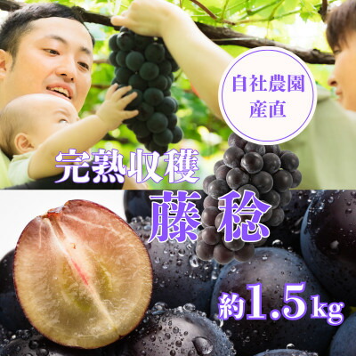 【ふるさと納税】藤稔約1.5kg　山梨市の自社農園産直!完熟収穫!【数量限定】【希少品種!】【配送不可地域：離島】【1460455】