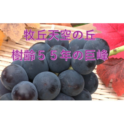 【ふるさと納税】【2026年発送】9月下旬発送「幻の牧丘天空の丘キング巨峰」 約1kg(2～3房)【配送不可地域：離島・沖縄県】【1473334】