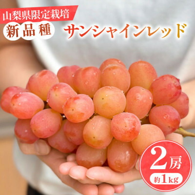 【ふるさと納税】【数量限定】山梨県産 希少品種「サンシャインレッド」2房約1kg  化粧箱入 赤いシャインマスカット【配送不可地域：離島・沖縄県】【1515302】