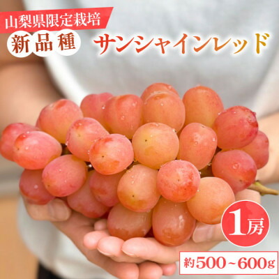 【ふるさと納税】【数量限定】山梨県産 希少品種「サンシャインレッド」 1房 約500～600g 化粧箱入【配送不可地域：離島・沖縄県】【1515303】