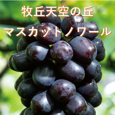 【ふるさと納税】【2026年発送】10月中旬発送「牧丘天空の丘マスカットノワール」約1kg(2～3房)【配送不可地域：離島】【1579850】｜山梨県山梨市
