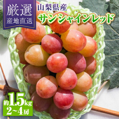 【ふるさと納税】【2026年発送】サンシャインレッド約1.5kg(2～4房)【配送不可地域：離島】【1613545】