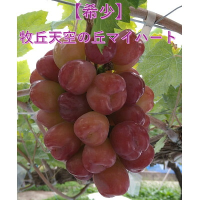【ふるさと納税】【2026年発送】10月下旬より発送「牧丘天空の丘マイハート」約1kg(2～3房)【配送不可地域：離島】【1582589】｜山梨県山梨市