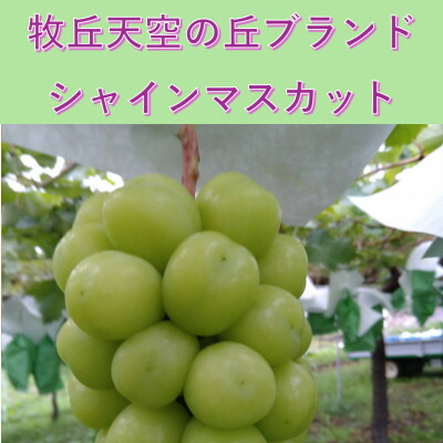 【ふるさと納税】【2026年発送】10月中旬発送「牧丘天空の丘シャインマスカット」約1kg(2~3房)【配送不可地域:離島】【1691201】|山梨県山梨市