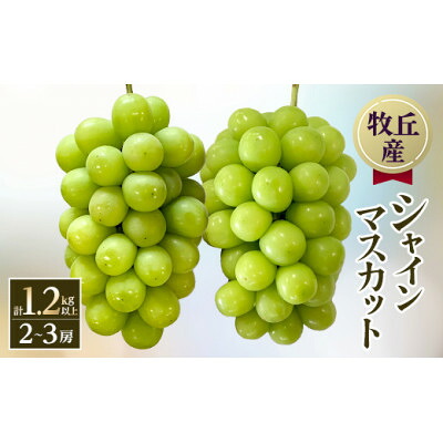 【ふるさと納税】【2026年発送】山梨直送!!シャインマスカット 2～3房(1.2kg以上)【配送不可地域：離島・沖縄県】【1695520】