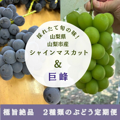 【ふるさと納税】【発送月固定定期便】旬の巨峰+シャインマスカット2～3房(約1.5kg)全2回【配送不可地域：離島】【4084812】